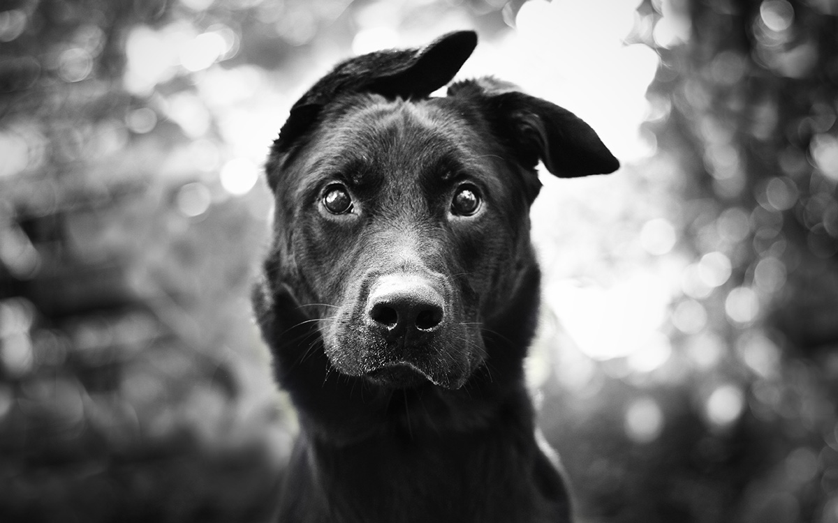  Read the Impressive Story of a Homeless Dog: Pasteur
